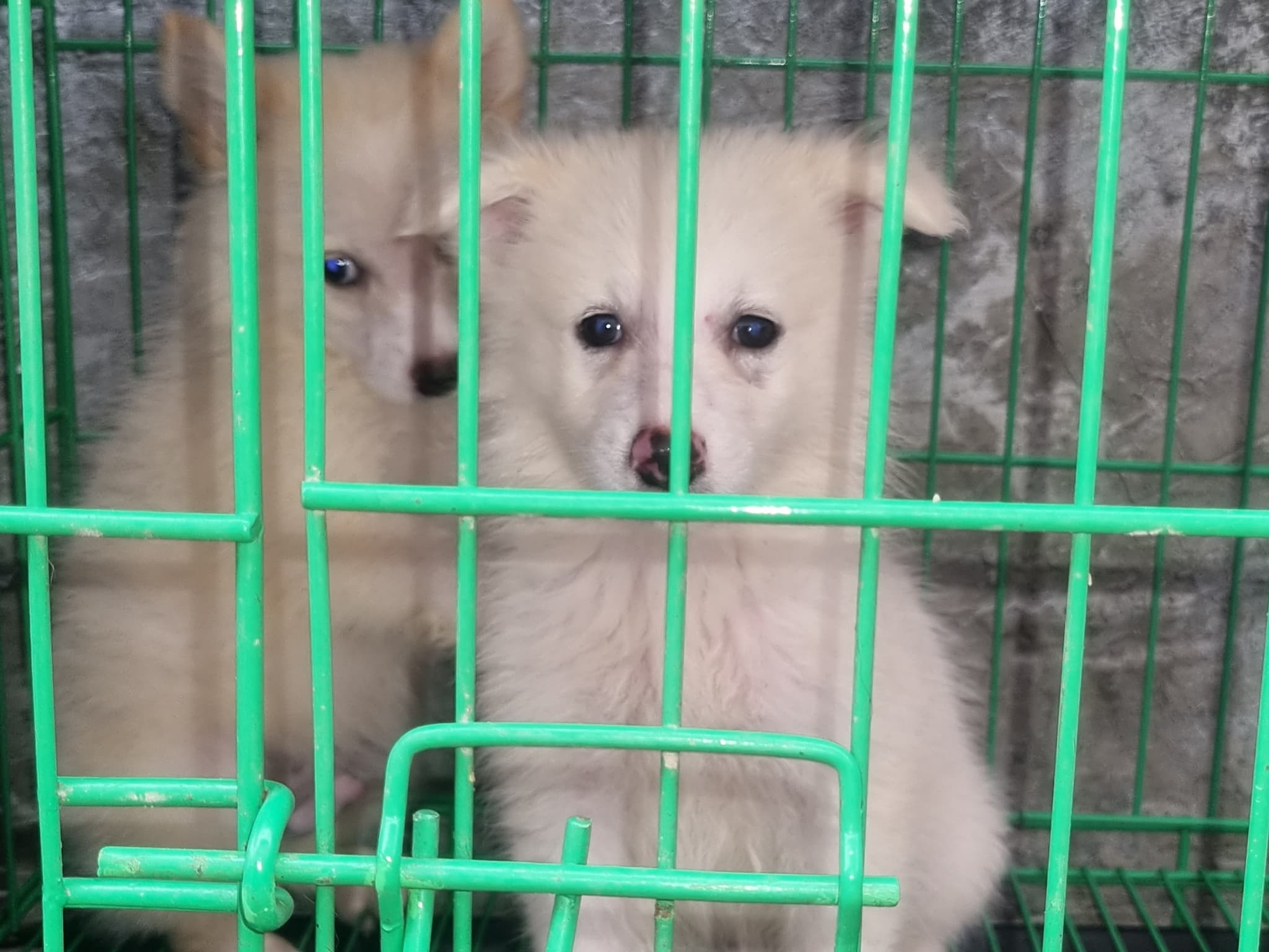 Standard Male American Eskimo