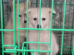 Standard Male American Eskimo