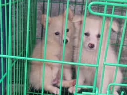 Standard Male American Eskimo