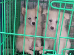 Standard Male American Eskimo